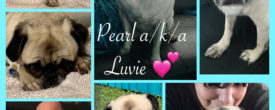 Pearl a/k/a Luvie, a Pug in Need